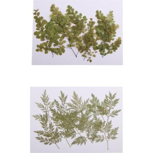 20x Pressed Dried Flower Leaves DIY Necklace Pendant Jewelry Craft Accessory Art Paper Making Dried Flowers