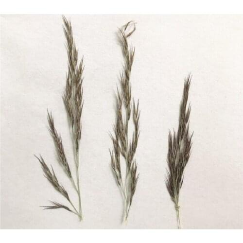 60pcs Pressed Dried Phragmites communis Flower Plant Herbarium For Jewelry Photo Frame Phone Case Bookmark Making DIY