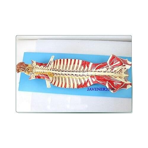 Human Anatomical Brain Spinal Nerve Medical Model High Quality