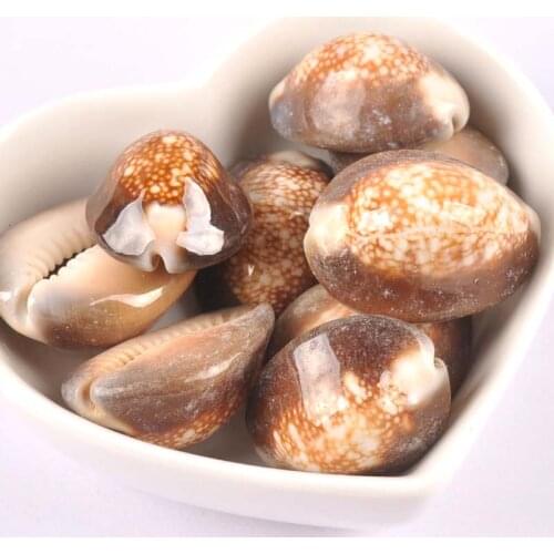 5pcs brown Natural Shell Beads for jewelry Bracelet Necklace Earring Making for Craft Decoration 25-35mm TRS0286