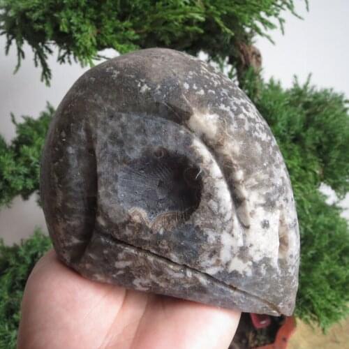 831g Natural Crystal Geode Bird Skull Super Warring States Zhanguo Red Agate Realistic Great Handwork Reiki Healing Meditating