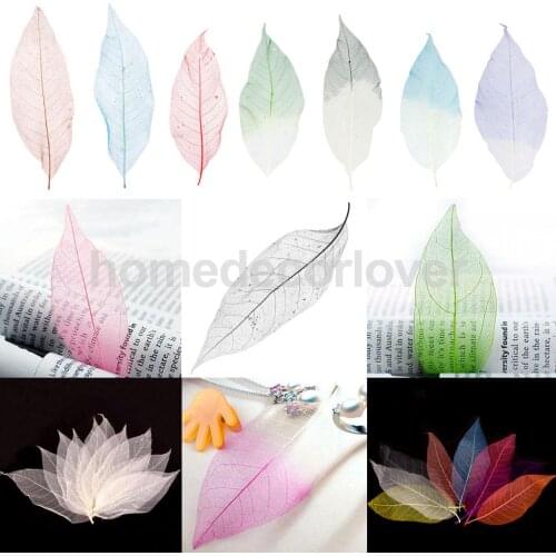 50Pcs Natural Magnolia Skeleton Leaf Leaves Card Scrapbook