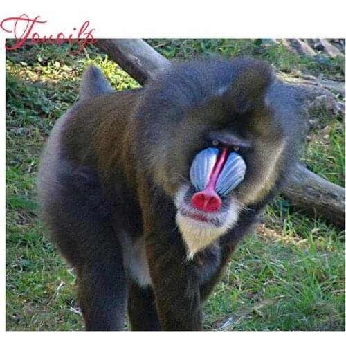 TOUOILP bathroom 5d Diamond Painting De Baviaan Full Square Mosaic Drill Resin Embroidery Needlework 3D Cross Stitch Kits Home