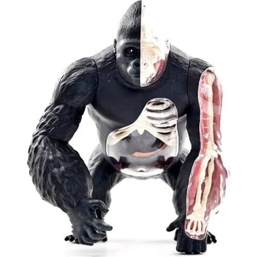 Puzzle assembling toy simulation animal biology silver back skeletal organ anatomy model medical teaching