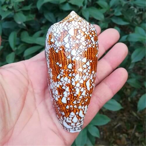 Natural Conch Shell Vase Conch Brocade Conch Fish Tank Aquarium Decoration Home Collection Window Design Shooting Props