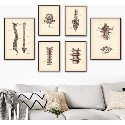 Medicine Anatomy Biology Human Spine Wall Art Canvas Painting Nordic Posters And Prints Wall Pictures For Doctor office Decor