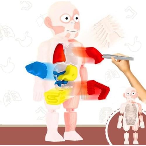 3D Montessori puzzle Human Body Anatomy Toy Educational Learning DIY Assembled Toys Kits Body Organ Teaching Tools for children