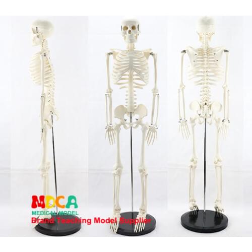Medical standard for fine arts and medicine 85CM skeleton model of human.skeleton model MGG201