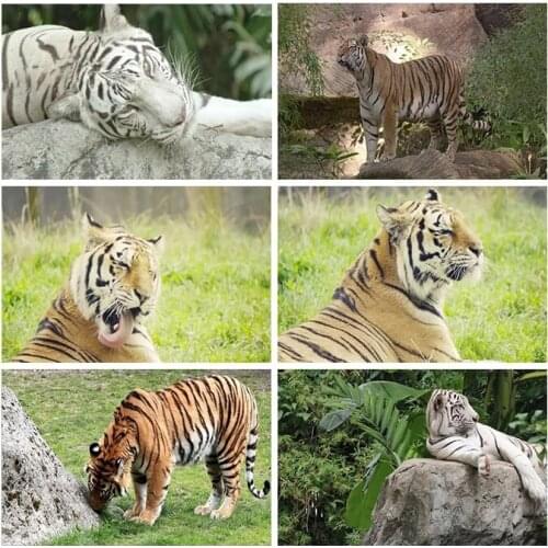 ARMYQZ 5D DiY diamond painting full diamond round square tiger Diy animal diamond embroidery for sale with pictures of rhineston