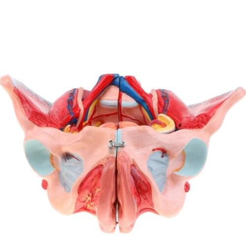 1:1 Lifesize Human Female Pelvis Vessels Ligaments Muscles Nerves with Removable Organs Model Dropshipping