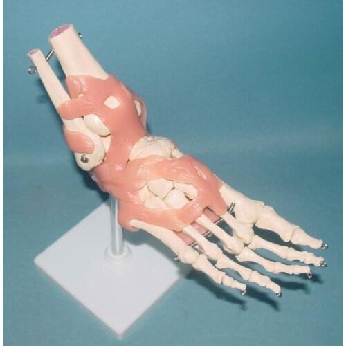 Foot joint bones Functional Model Human Skeleton Medical Teaching model free shipping