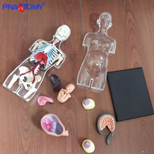 41 Parts Assembled Human Model Medical Skull Skeleton4D Translucent Female ANATOMY TORSO Body Women Pregnancy Pregnant Manikins