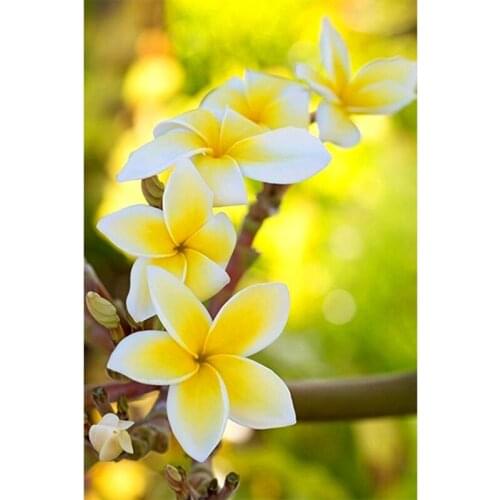 Full Square/Round Drill 5D DIY Diamond Painting "beautiful flower" 3D Embroidery Cross Stitch 5D Rhinestone Home Decor Gift