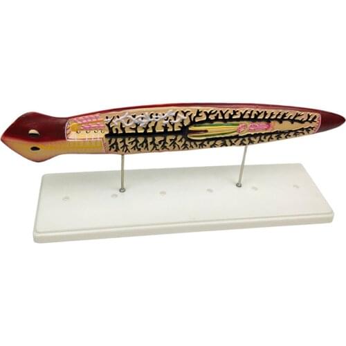 Teaching Materials for Anatomical Turbellar Insect Models Biology