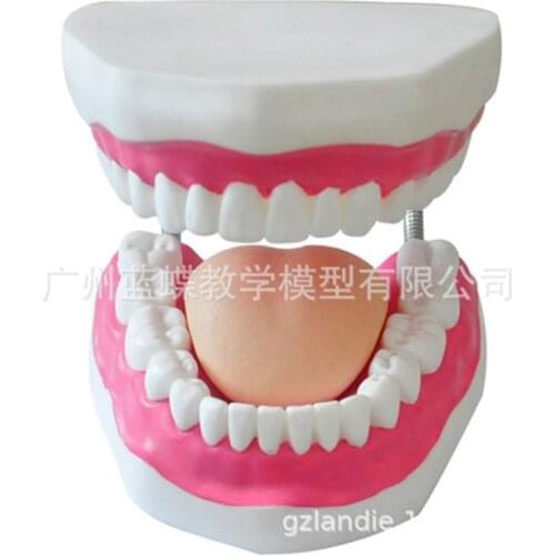 New Dental Model Teeth Implant Restoration Bridge Teaching Study Medical Science Disease Dentist Dentistry Products