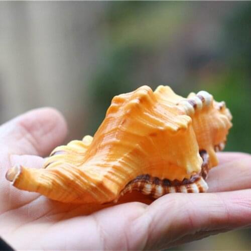 3pcs Indian Ocean Sea Shell Conch Beach Natural Shell Mediterranean Ornaments Party Fish Tank Home DecorCraft