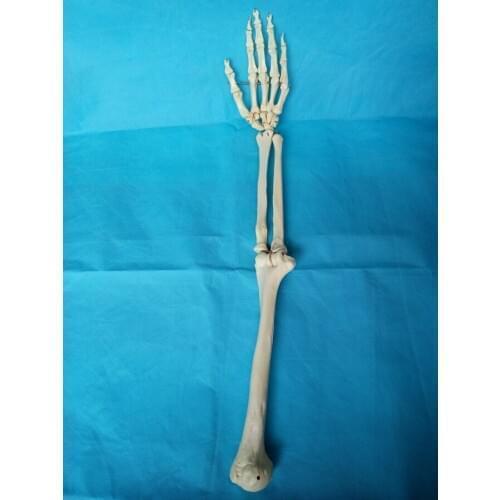1:1 Size of Adult Humans Skeleton Life-size Upper Extremity Hand Joint Model Hand Bone Model Medical Science Anatomical Models