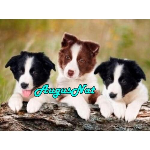Dogs diamond painting border collie daimond embroidery picture puppy diamant mosaic stickers animals diamand art new arrivals