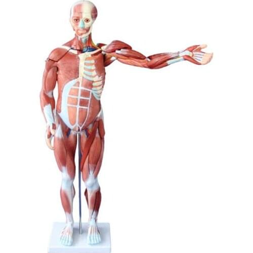 Medical Science 80cm Human Muscle Model Male (27 Parts)