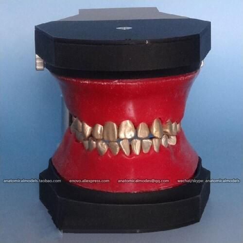 CMAM/12565 Dental- orthodontics, Typodont Model, Human Oral Dental Medical Teaching Anatomical Model