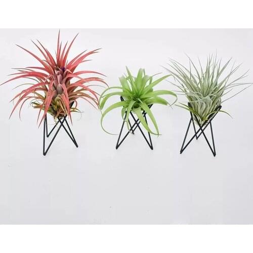 Iron Indoor Black and White Bracket Air Pineapple Soilless Plants Creative Home Desktop Purification Green Potted Plants