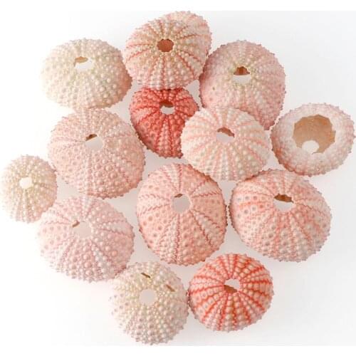2 Pecies 3.5-5 cm White Pink Pearl Sea Urchin Decoration Natural Shell Conch Coral Starfish Gift Table Fish Tank Decoration Home