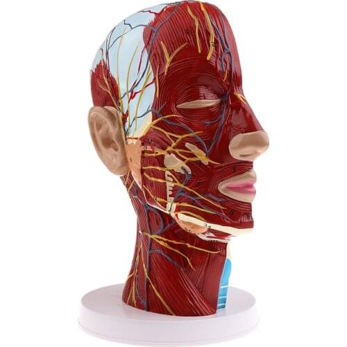 3D Disassembled With Arteries Model For Demonstration In