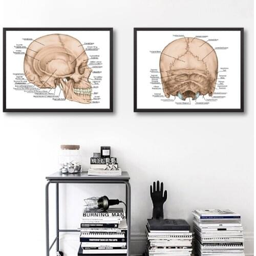 Human Cranium Bone Prints Medicine Poster Doctor Office Wall Art Decor Head Skull Anatomical Construction Art Canvas Painting