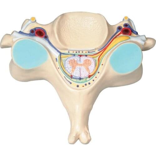 Fifth Cervical Vertebra Spinal Cord and Spinal Nerve Model