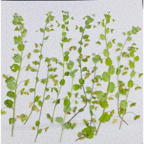 20pcs Pressed Dried Flower Veronica didyma Tenore With Stem For Nail Art Jewelry Bookmark Phone Case Invitation Card DIY