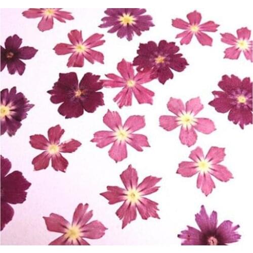 10pcs/lot Beautiful Natural Specimens Dried Flower Materials for Card Candle Making Crystal Glue