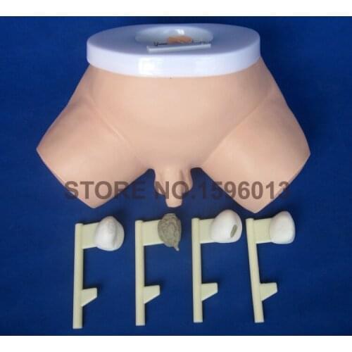 HOT Prostate Examination Training Simulator,Clinical Nursing Teaching Prostate Diseases Model