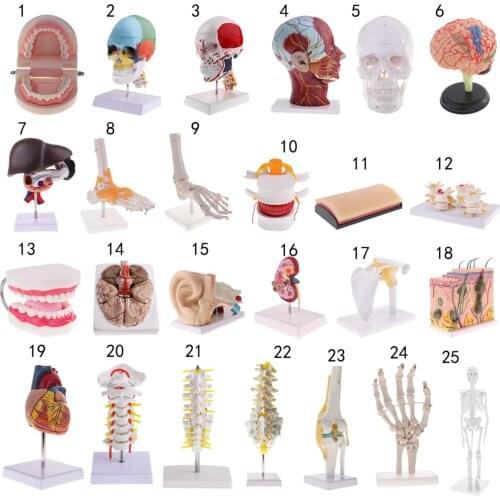 Mini Model with Metal Stand | 18 Inches Tall with Removable Arms and Legs | Lab Supplies