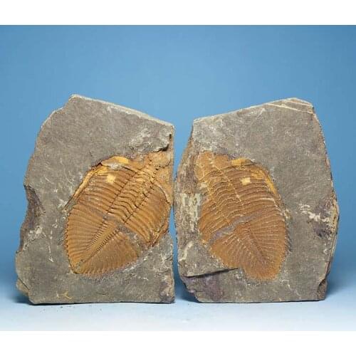 Toys negative crown molding off Trilobite fossil specimens insect fossils natural stone