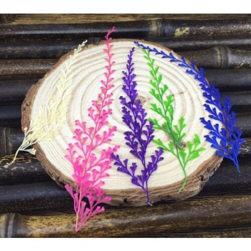 120pcs Pressed Dried Stenoloma Chusanum Leaf Flower Plants Herbarium Jewelry iPhone Phone Case Frame Making Accessories