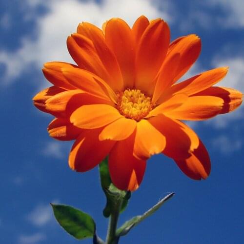 Drill Square/Round 5D Diy Diamond Embroidery SunFlower Diamond Painting Cross Stitch Diamond Mosaic Needlework Home Decor