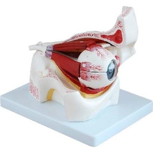 Anatomical Detachable Eye Model with Orbit 10 Parts Eye/Eyeball with Orbit Model Medical School & Educational Supplies
