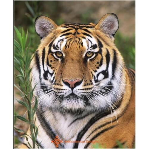 Embroidery Counted Cross Stitch Kits Needlework - Crafts 14 ct DMC DIY Arts Handmade Decor - Siberische tiger