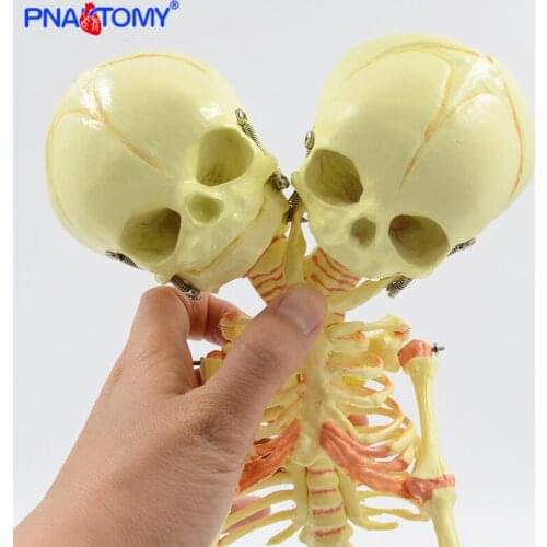 37cm Fetus Skeleton Model with Two Skulls Detachable Baby Skeleton Anatomical Model Medical Teaching Tool Educational Equipment