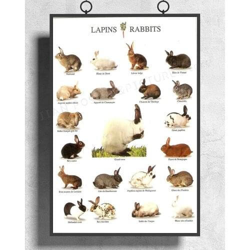 H345 Silk Poster Home Decoration Breeds of Rabbits Wall Art Christmas Gift