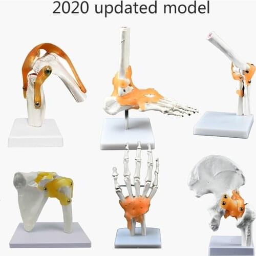 2020 updated Knee joint model ligament human skeleton teaching practice medical function display shoulder skeleton orthopedics