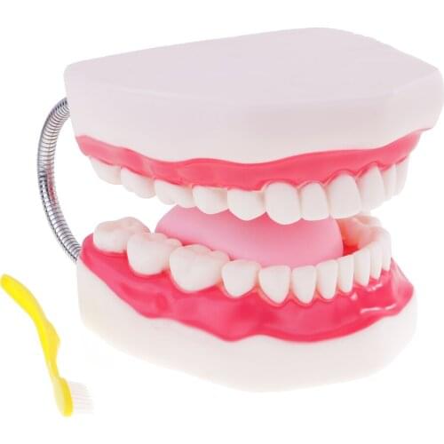 Human Oral Mouth Educational Tongue Model Mouth Caring Visualization 6x Magnification