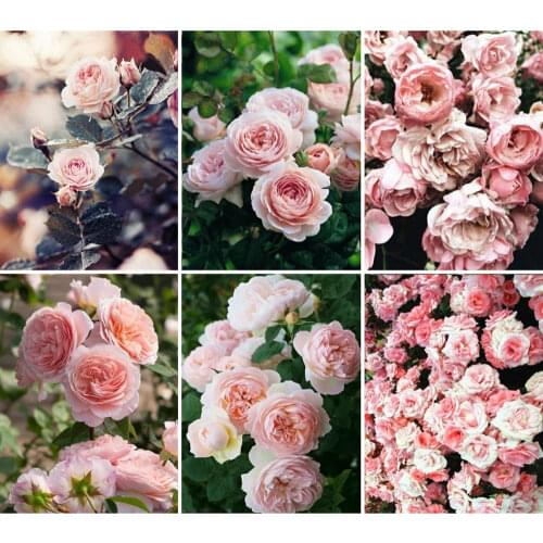 5D DIY Diamond Painting Pink Rose Flower Diamond Embroidery Decorative Paintings Cross Stitch Kits Handicraft Needlework Art