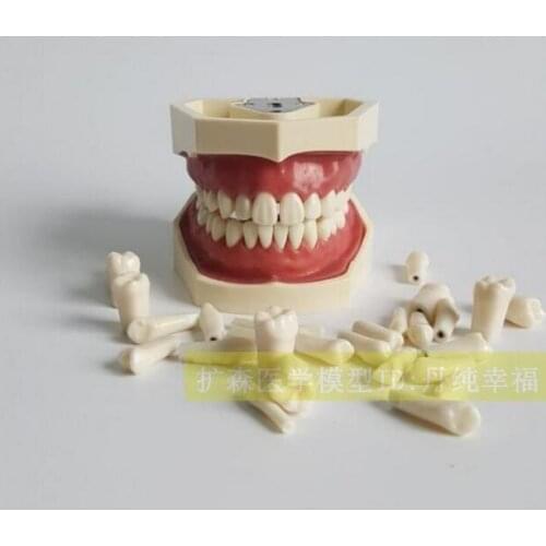 Dental Materials Alternate tooth Practice Model 32Stars simulation teeth free shipping