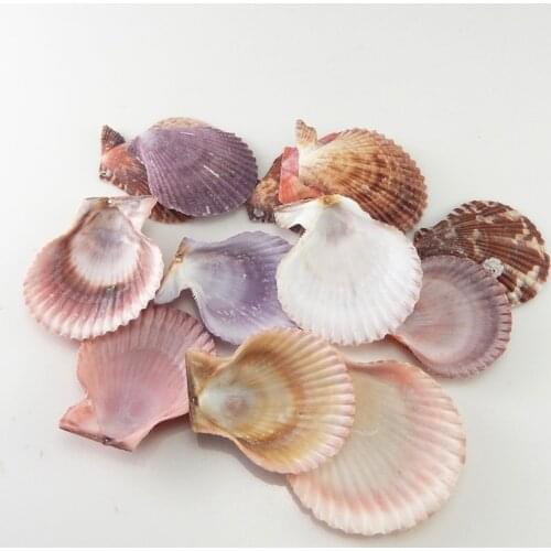 20pcs/bag Mixed Sea Beach Shells Crafts Natural Seashells Ornament Aquarium Home Photo Props Decor 3.5-5.5cm