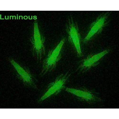 10pcs/lot Soft Fishing Lure 4.5cm 1g Silicone Shrimp Bait Smell Prawn Luminous Shrimp Bait Fishing Takcle Artificial Lure X379