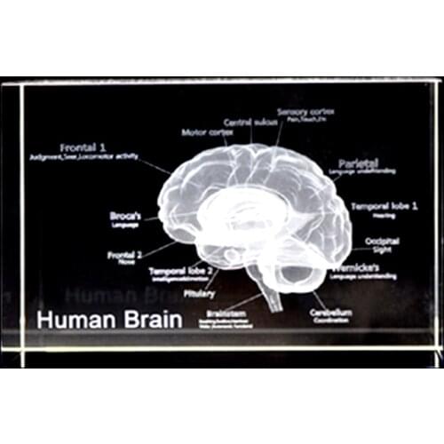 3D anatomy brain model crystal glass anatomy neuroscience medical gift decoration