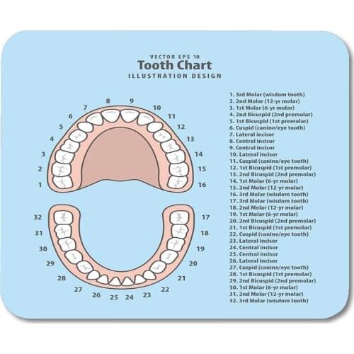 Mouse Pads Mouse Pads Pink Education Tooth Chart Number Infographic on Blue Dental Human Anatomy Mouse pad for Notebooks