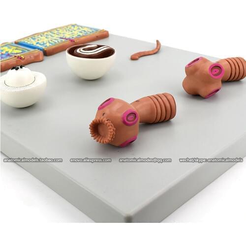 13020/CMAM Comparative Tapeworm Model, Medical Anatomy for study