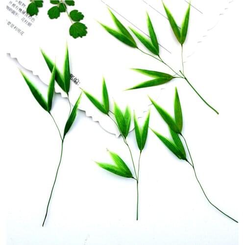 5-8cm/16pcs,Natural Pressed Green Bamboo leaves,Eternal Real Bamboo for DIY Bookmark Gift Card,christmas candlestick decoration